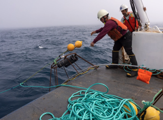 Researchers deploying a baited underwater camera from a survey vessel